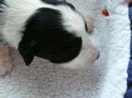 Sam